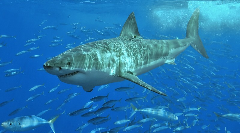 Surfer attacked and killed by a 3-meter great white shark