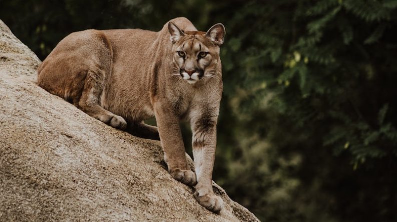 In California, a mother saved her baby from a mountain lion by throwing herself at him with her bare hands.