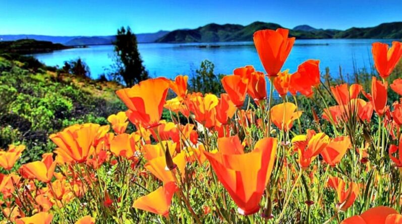 Where in California to see wild flowers bloom?