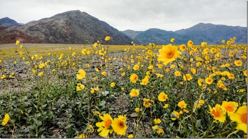 Where in California to see wild flowers bloom?