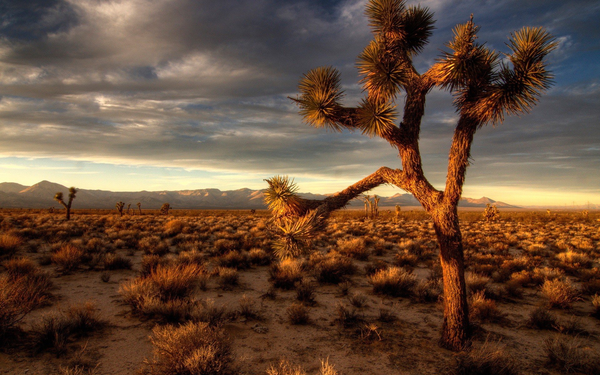 A Guide to California Deserts